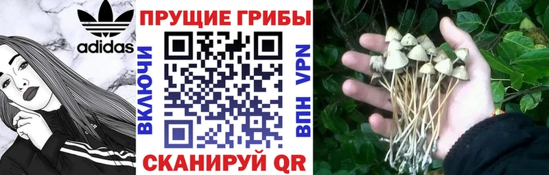 закладки  Коряжма  omg tor  Псилоцибиновые грибы MAGIC MUSHROOMS 